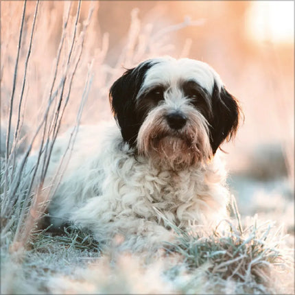 Korsch Verlag Honden Kalender 2027