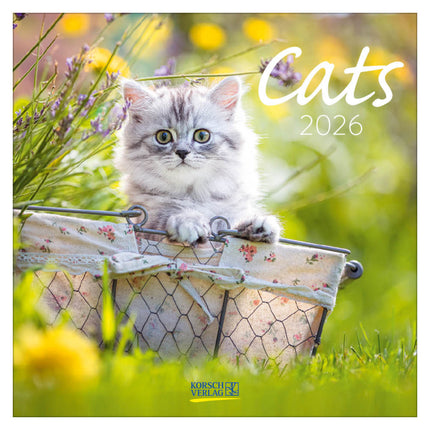 Korsch Verlag Katten Kalender 2026