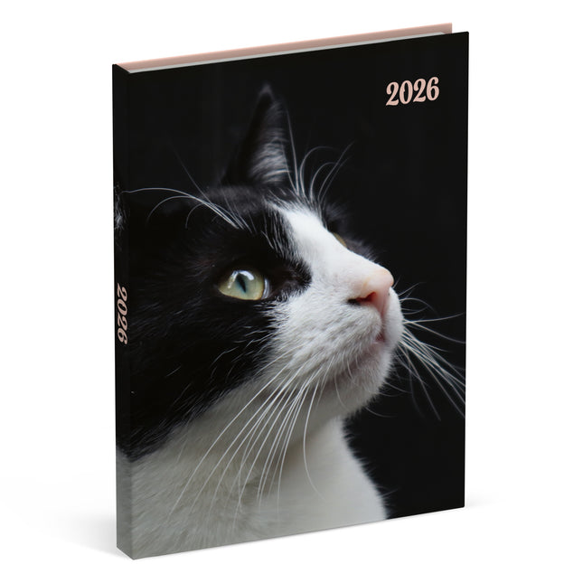 Lannoo Katten Desk Agenda 2026