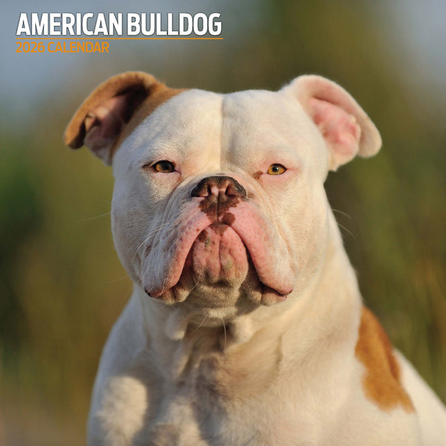 Magnet & Steel Amerikaanse Bulldog Kalender 2026