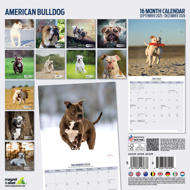Magnet & Steel Amerikaanse Bulldog Kalender 2026