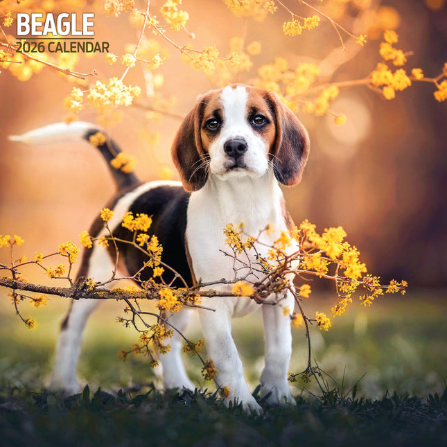 Magnet & Steel Beagle Kalender 2026