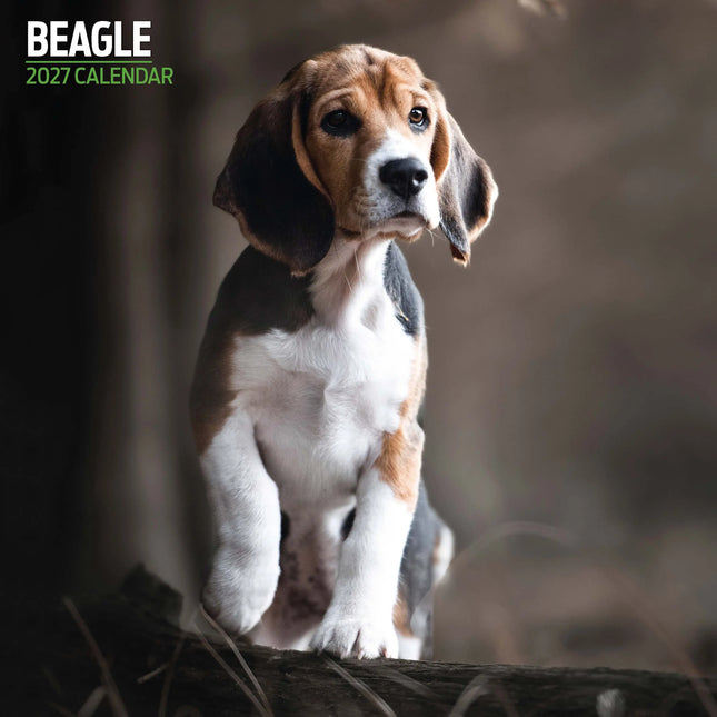 Magnet & Steel Beagle Kalender 2026