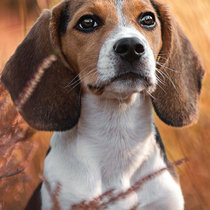 Magnet & Steel Beagle Kalender 2026 Slimline