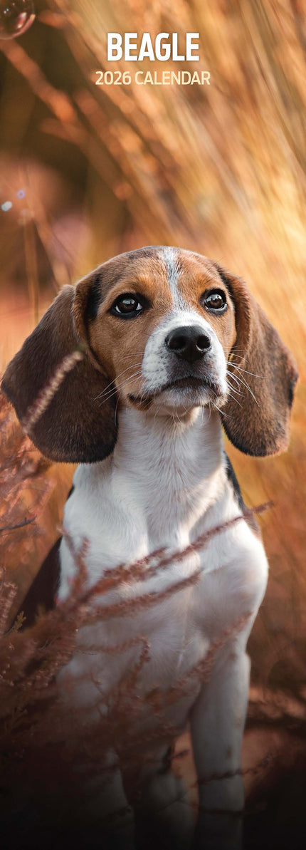 Magnet & Steel Beagle Kalender 2026 Slimline