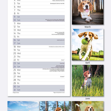 Magnet & Steel Beagle Kalender 2026 Slimline