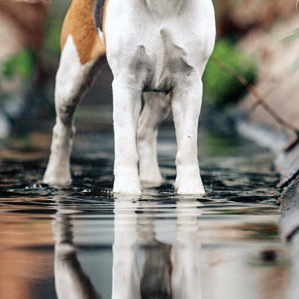 Magnet & Steel Beagle Kalender 2027 Slimline