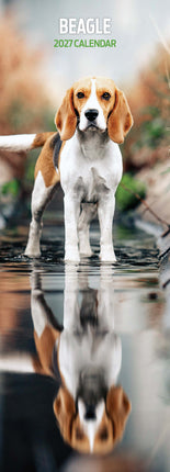 Magnet & Steel Beagle Kalender 2027 Slimline