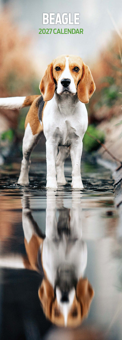 Magnet & Steel Beagle Kalender 2027 Slimline