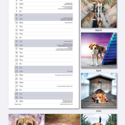 Magnet & Steel Beagle Kalender 2027 Slimline