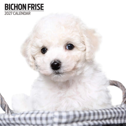 Magnet & Steel Bichon Frise Kalender 2026 Modern