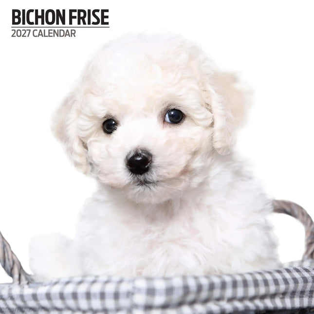 Magnet & Steel Bichon Frise Kalender 2027 Modern
