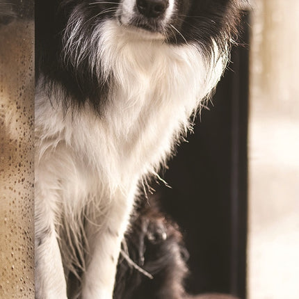 Magnet & Steel Border Collie Kalender 2025 Slimline