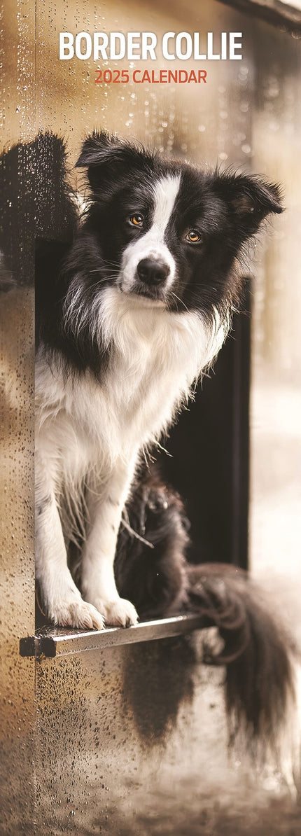 Magnet & Steel Border Collie Kalender 2025 Slimline