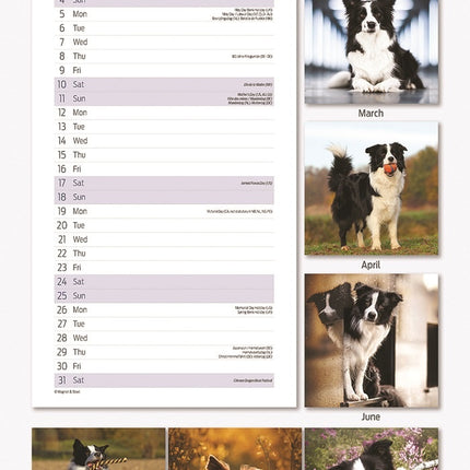 Magnet & Steel Border Collie Kalender 2025 Slimline