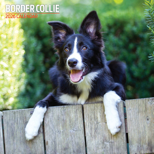 Magnet & Steel Border Collie Kalender 2027