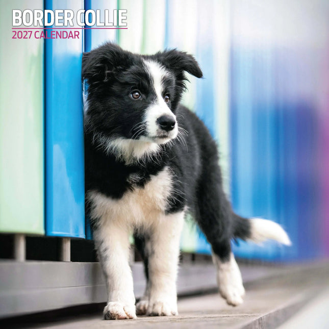 Magnet & Steel Border Collie Kalender 2027