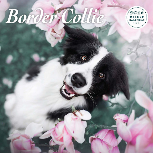 Magnet & Steel Border Collie Kalender 2027 Deluxe