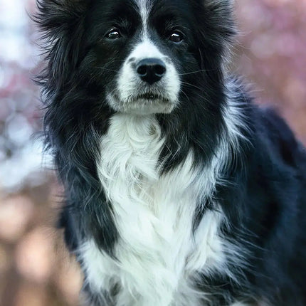 Magnet & Steel Border Collie Kalender 2027 Slimline