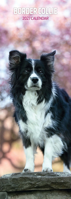 Magnet & Steel Border Collie Kalender 2027 Slimline