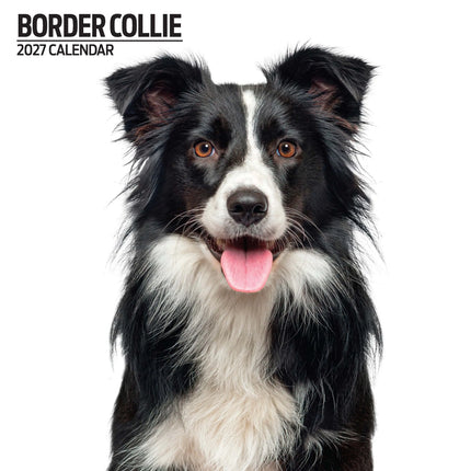 Magnet & Steel Border Collie Modern Kalender 2027