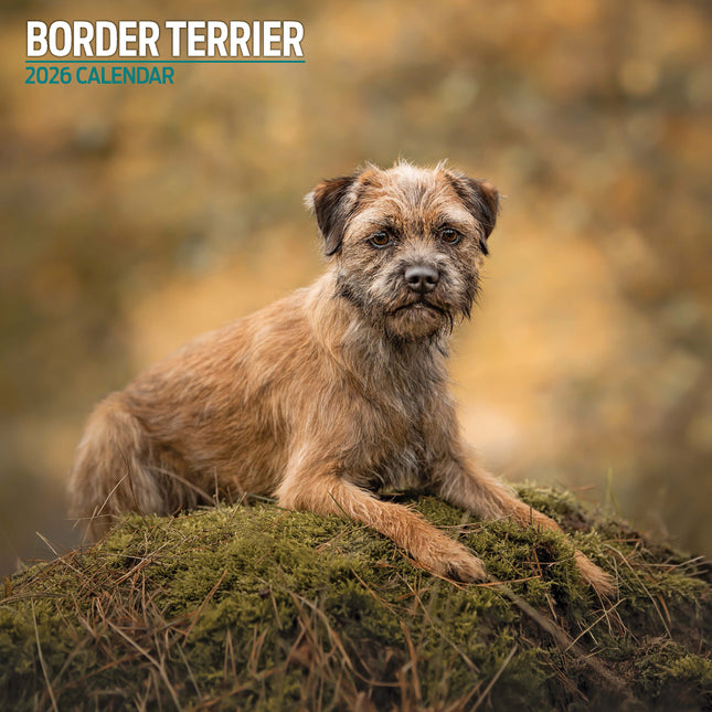 Magnet & Steel Border Terrier Kalender 2026