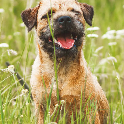 Magnet & Steel Border Terrier Kalender 2027 Slimline