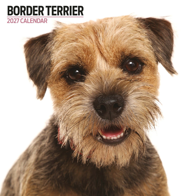 Magnet & Steel Border Terrier Modern Kalender 2026
