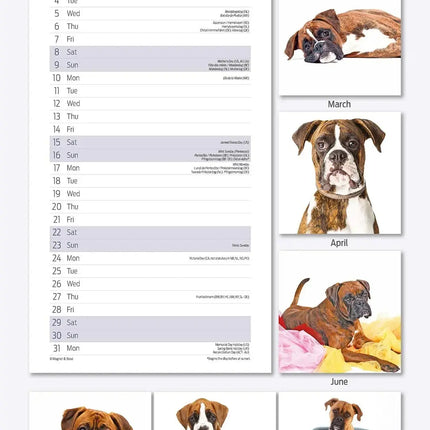 Magnet & Steel Boxer Kalender 2027 Slimline
