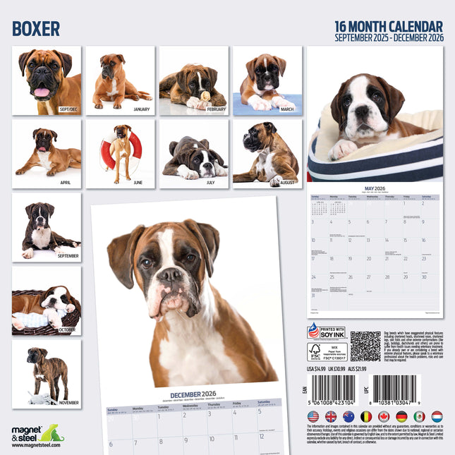 Magnet & Steel Boxer Modern Kalender 2026