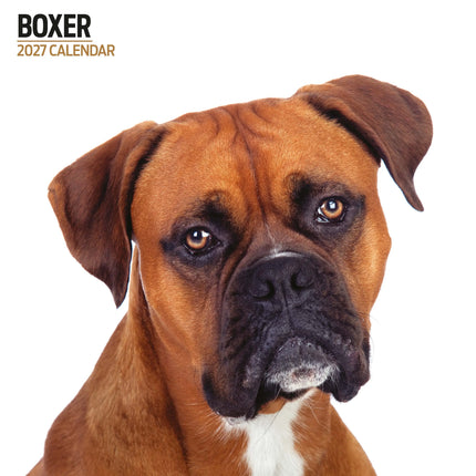 Magnet & Steel Boxer Modern Kalender 2027