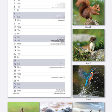 Magnet & Steel British Wildlife Kalender 2027 Slimline