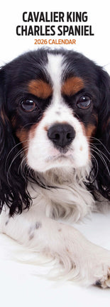 Magnet & Steel Cavalier King Charles Spaniel Kalender 2026 Slimline