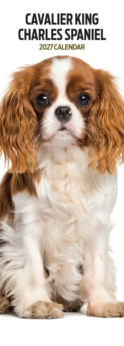 Magnet & Steel Cavalier King Charles Spaniel Kalender 2027 Slimline