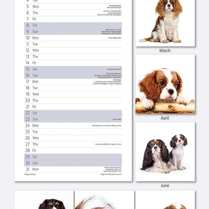 Magnet & Steel Cavalier King Charles Spaniel Kalender 2027 Slimline