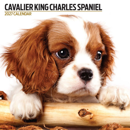 Magnet & Steel Cavalier King Charles Spaniel Modern Kalender 2027