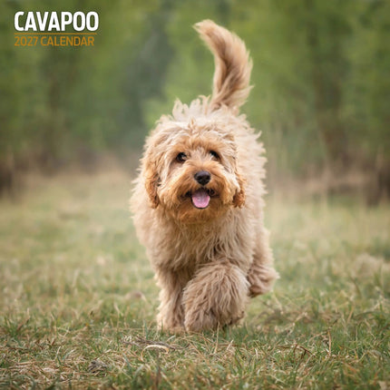 Magnet & Steel Cavapoo Kalender 2026