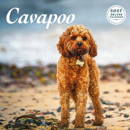Magnet & Steel Cavapoo Kalender 2026 Deluxe