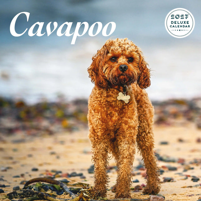 Magnet & Steel Cavapoo Kalender 2026 Deluxe