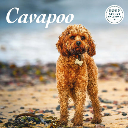 Magnet & Steel Cavapoo Kalender 2027 Deluxe