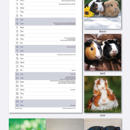 Magnet & Steel Cavia Kalender 2026 Slimline