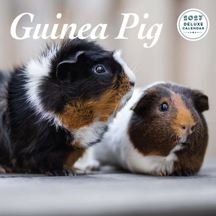 Magnet & Steel Cavia Kalender 2027 Deluxe