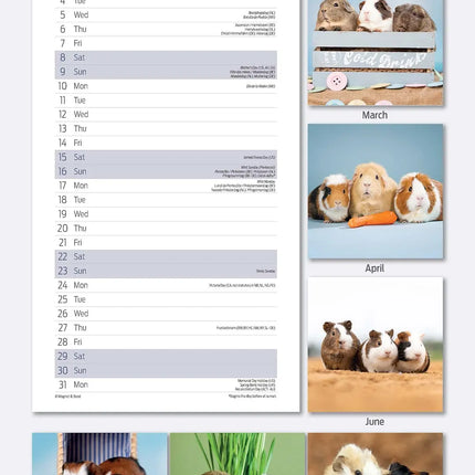 Magnet & Steel Cavia Kalender 2027 Slimline