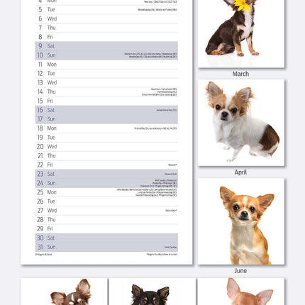 Magnet & Steel Chihuahua Kalender 2026 Slimline