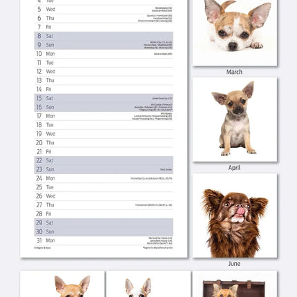Magnet & Steel Chihuahua Kalender 2026 Slimline