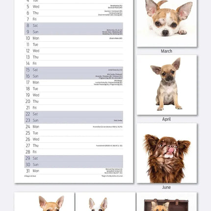 Magnet & Steel Chihuahua Kalender 2027 Slimline