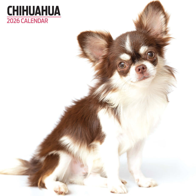 Magnet & Steel Chihuahua Modern Kalender 2026