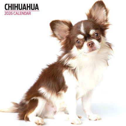 Magnet & Steel Chihuahua Modern Kalender 2027