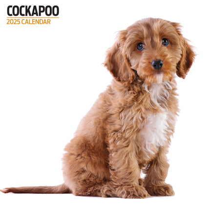 Magnet & Steel Cockapoo Kalender 2025 Modern