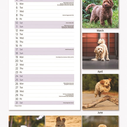 Magnet & Steel Cockapoo Kalender 2025 Slimline